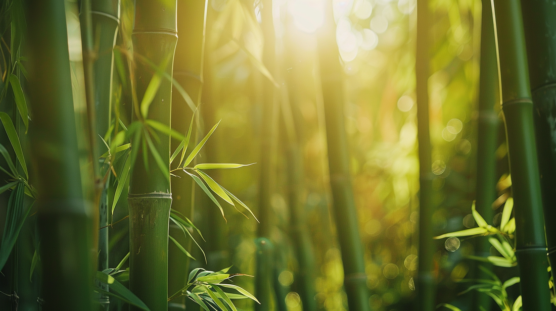 A serene bamboo forest with sunlight filtering through the leaves, creating an atmosphere of tranquility and nature's beauty. The green hues of the bamboo tree trunks contrast beautifully against the soft background