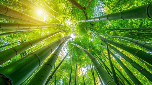 Beautiful green bamboo forest with sunlight shining through the leaves, seen from below looking up at the sky, creating an atmosphere of tranquility and harmony. 