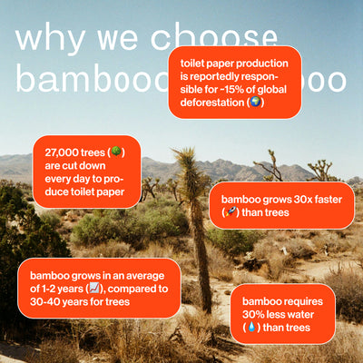Sustainable bamboo toilet rolls